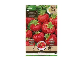 Jahodník Ostara 5ks, sadba cibulovin