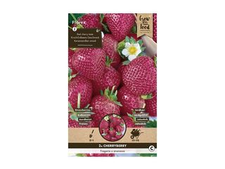 Jahodník Cherryberry 2ks, sadba cibulovin