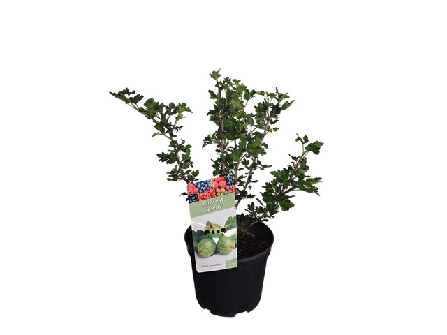 Obrázek produktu Angrešt, Ribes uva-crispa bílý K5l