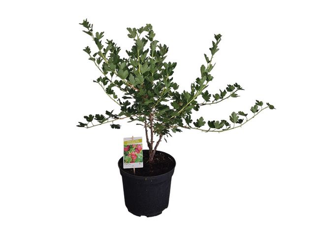 Obrázek produktu Angrešt, Ribes uva-crispa červený K5l