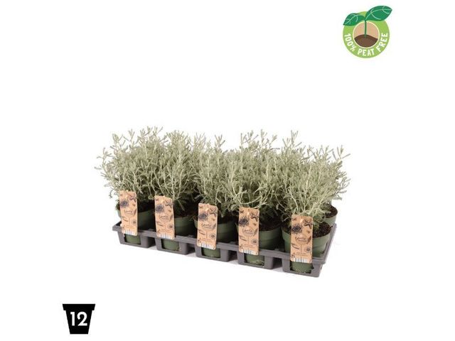 Obrázek produktu Santolina chamaecyparissus K12