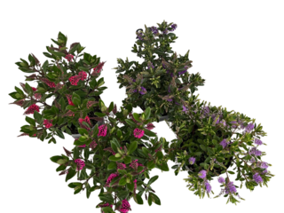 Hebe All Blooms K15
