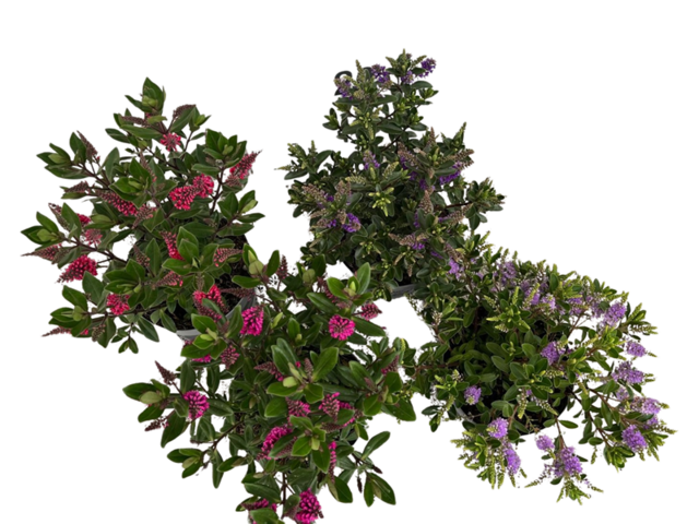 Obrázek produktu Hebe All Blooms K15