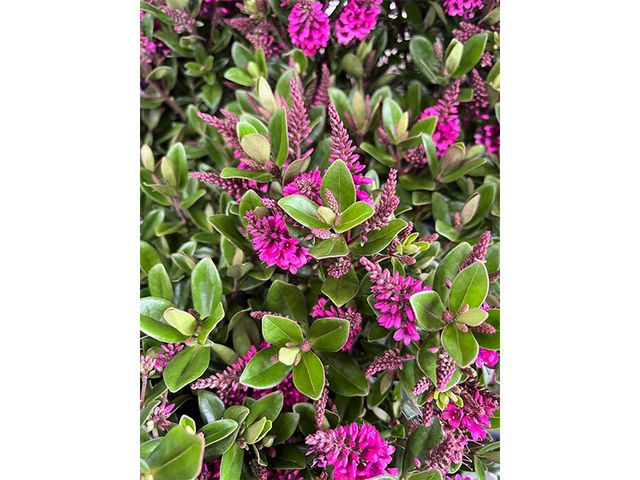 Obrázek produktu Hebe All Blooms K15