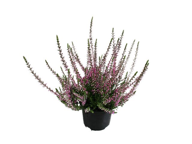 Obrázek produktu Calluna vulgaris Garden Girls, K10,5, 10-15cm