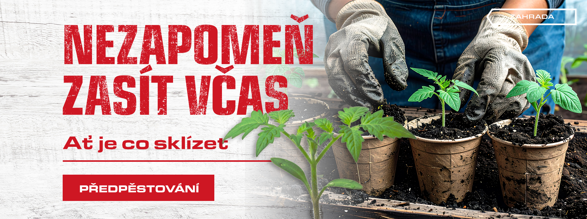 2_2026_předpěstování